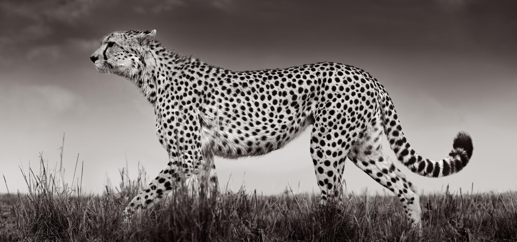 A cheetah in profile, with its distinctive gait, walking across the plains - Photograph by Drew Doggett