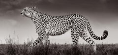 A cheetah in profile, with its distinctive gait, walking across the plains
