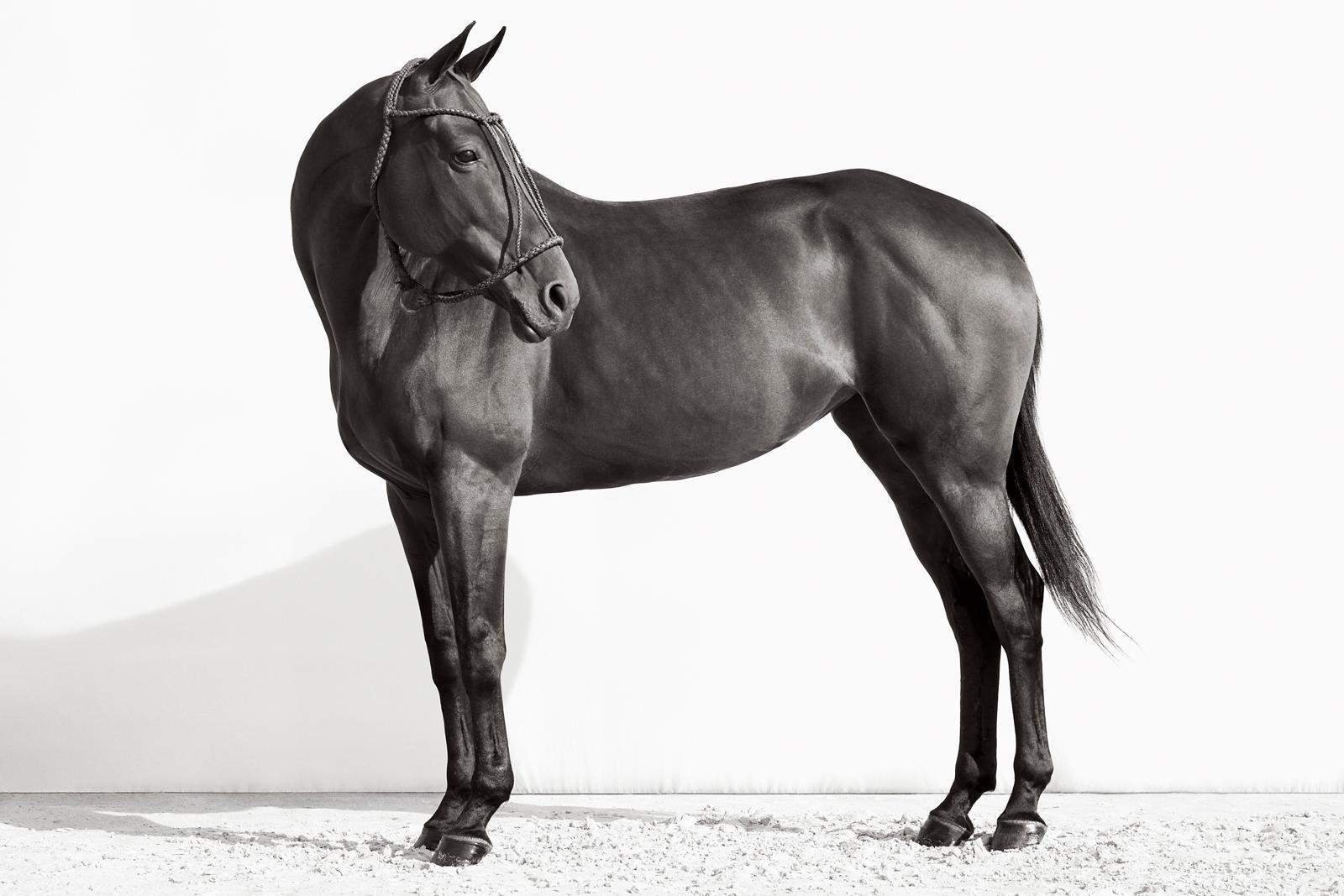Drew Doggett Black and White Photograph - A full body portrait of a dark horse with an Argentinian halter