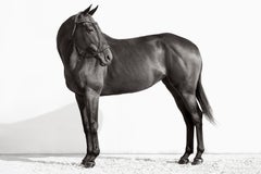 Ein vollständiges Porträt eines dunklen Pferdes mit einem argentinischen Halter