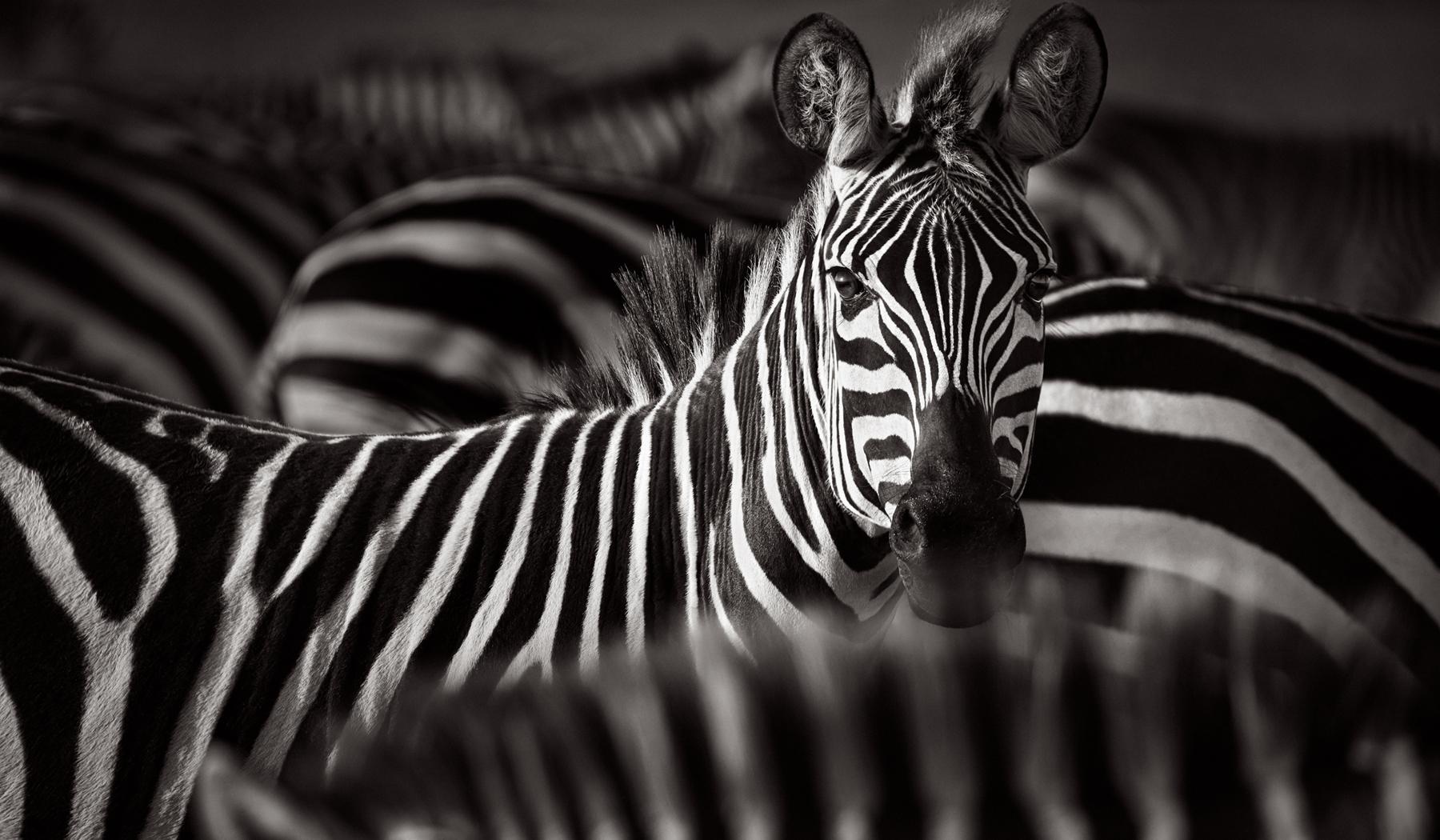 A gathering of zebras with one zebra making eye contact with the camera