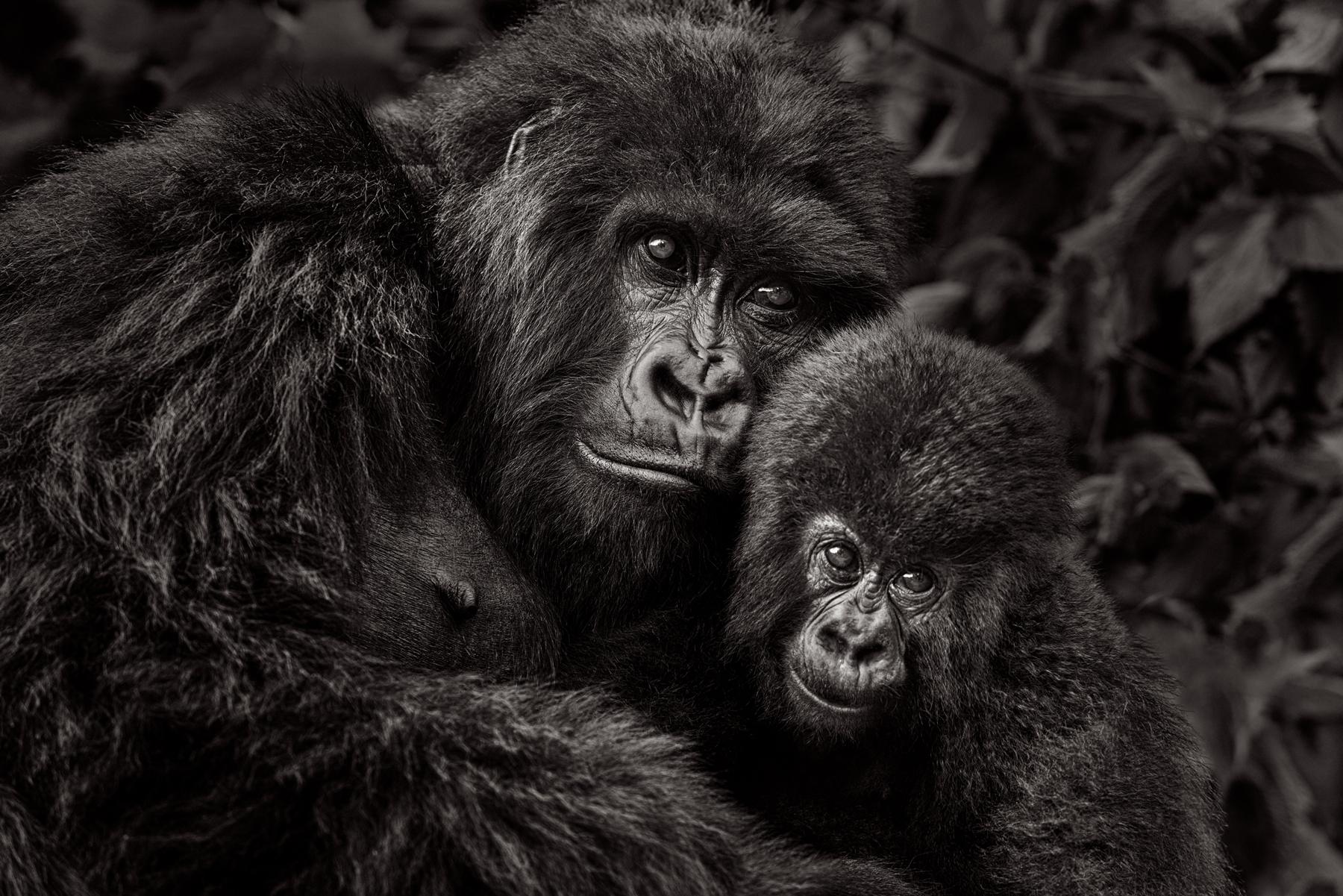 Eine Gorilla im Virunga-Massif umarmt liebevoll ihr Baby – Photograph von Drew Doggett