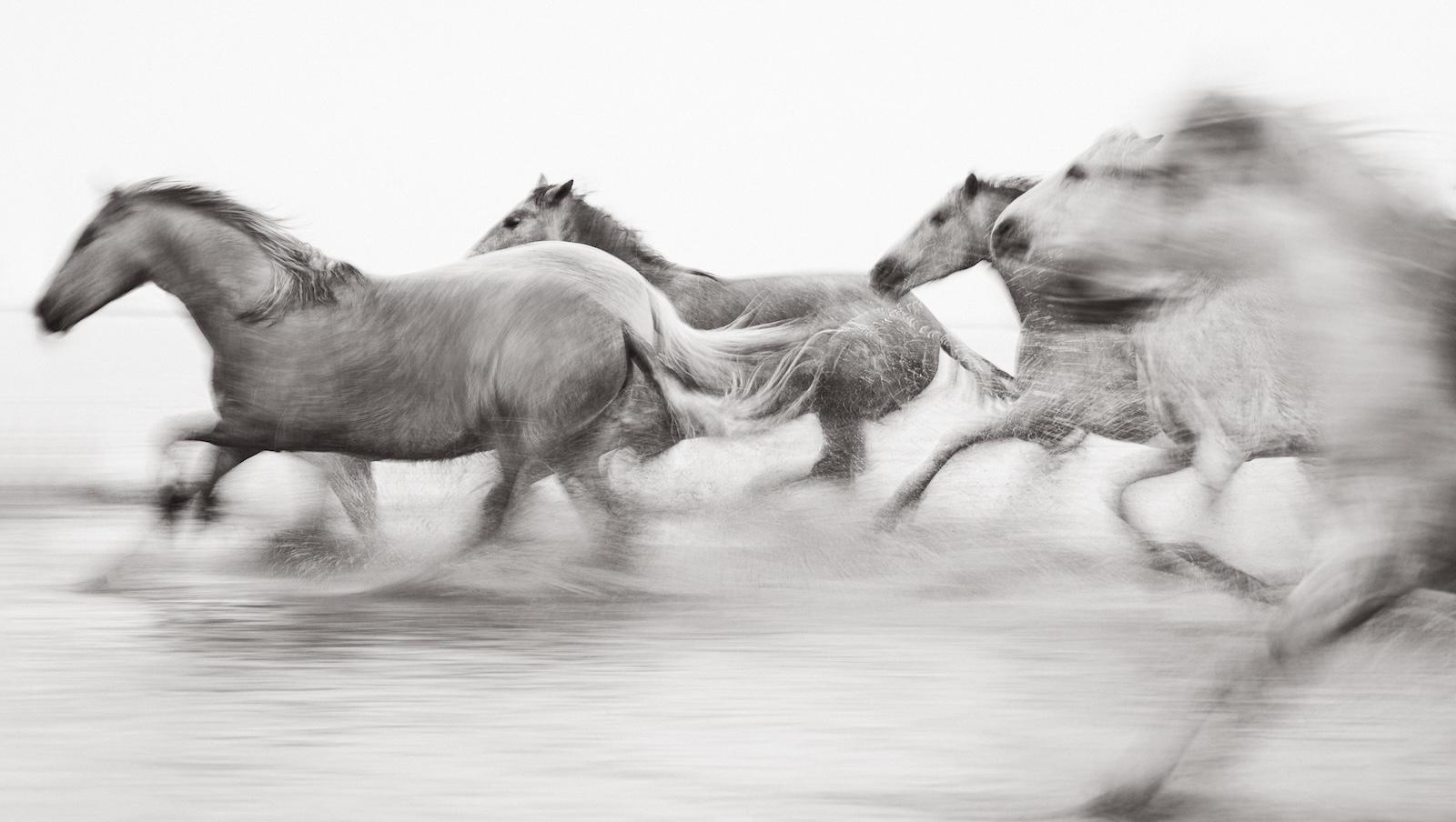 Black and White Photograph de Drew Doggett - Un grupo de caballos corre a toda velocidad por el territorio de Camarga