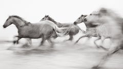 Un grupo de caballos corre a toda velocidad por el territorio de Camarga