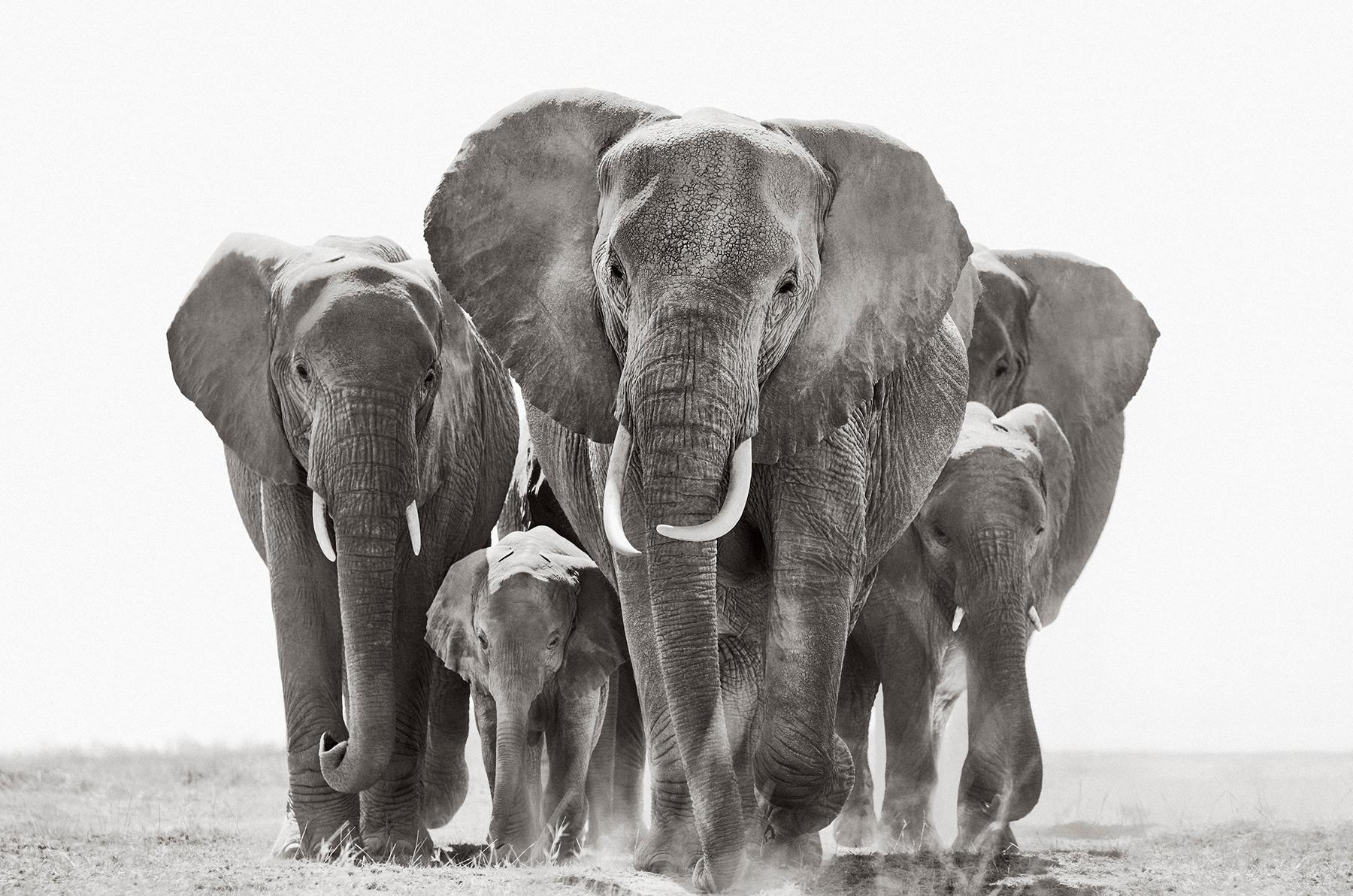 Una manada de elefantes camina hacia la cámara en esta fotografía en blanco y negro - Photograph de Drew Doggett