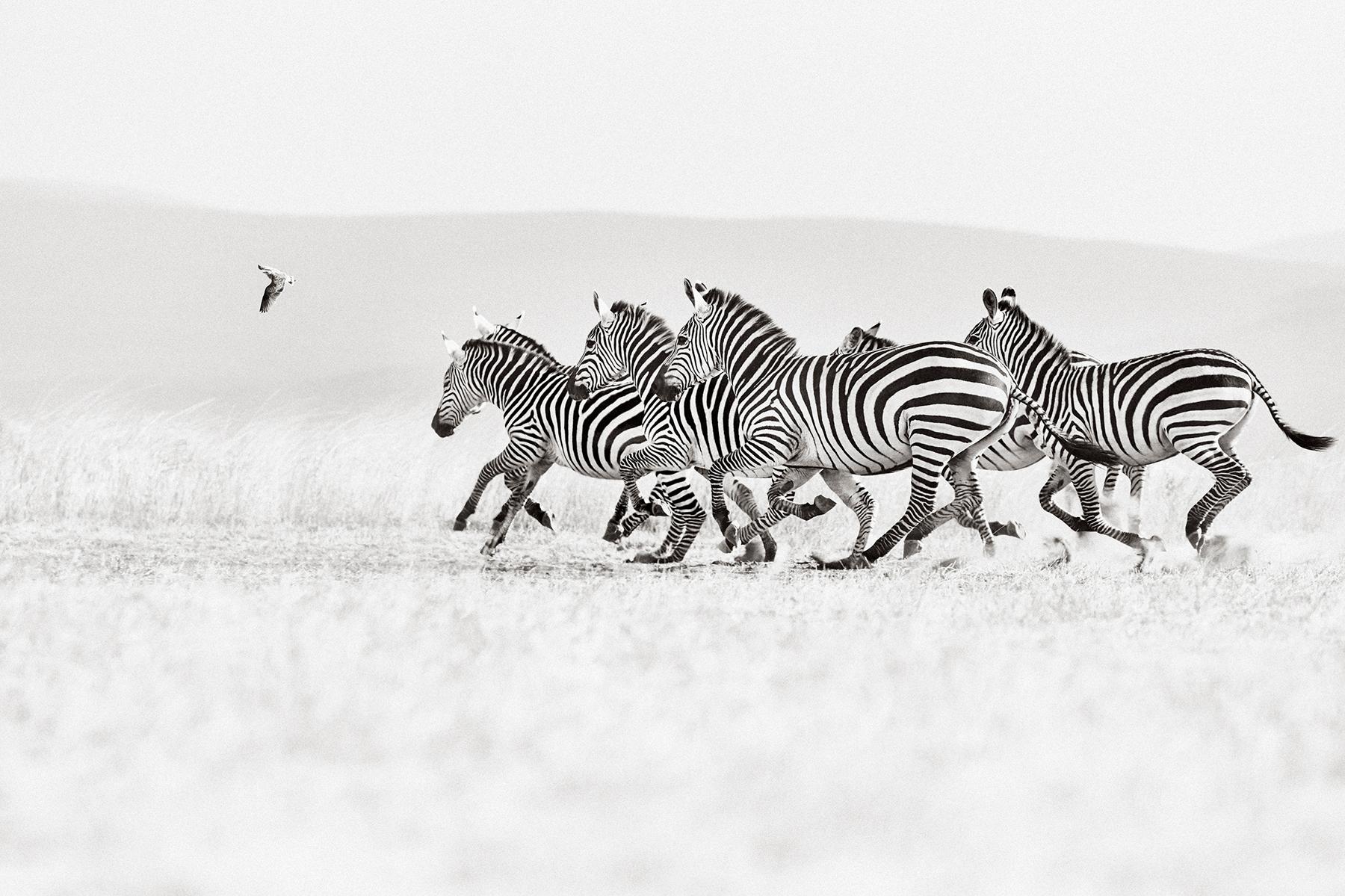 Un troupeau de zèbres traverse les plaines à l'unisson dans le parc national d'Amboseli. - Photograph de Drew Doggett