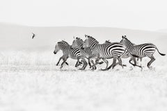 Una manada de cebras corre al unísono por las llanuras del Parque Nacional de Amboseli