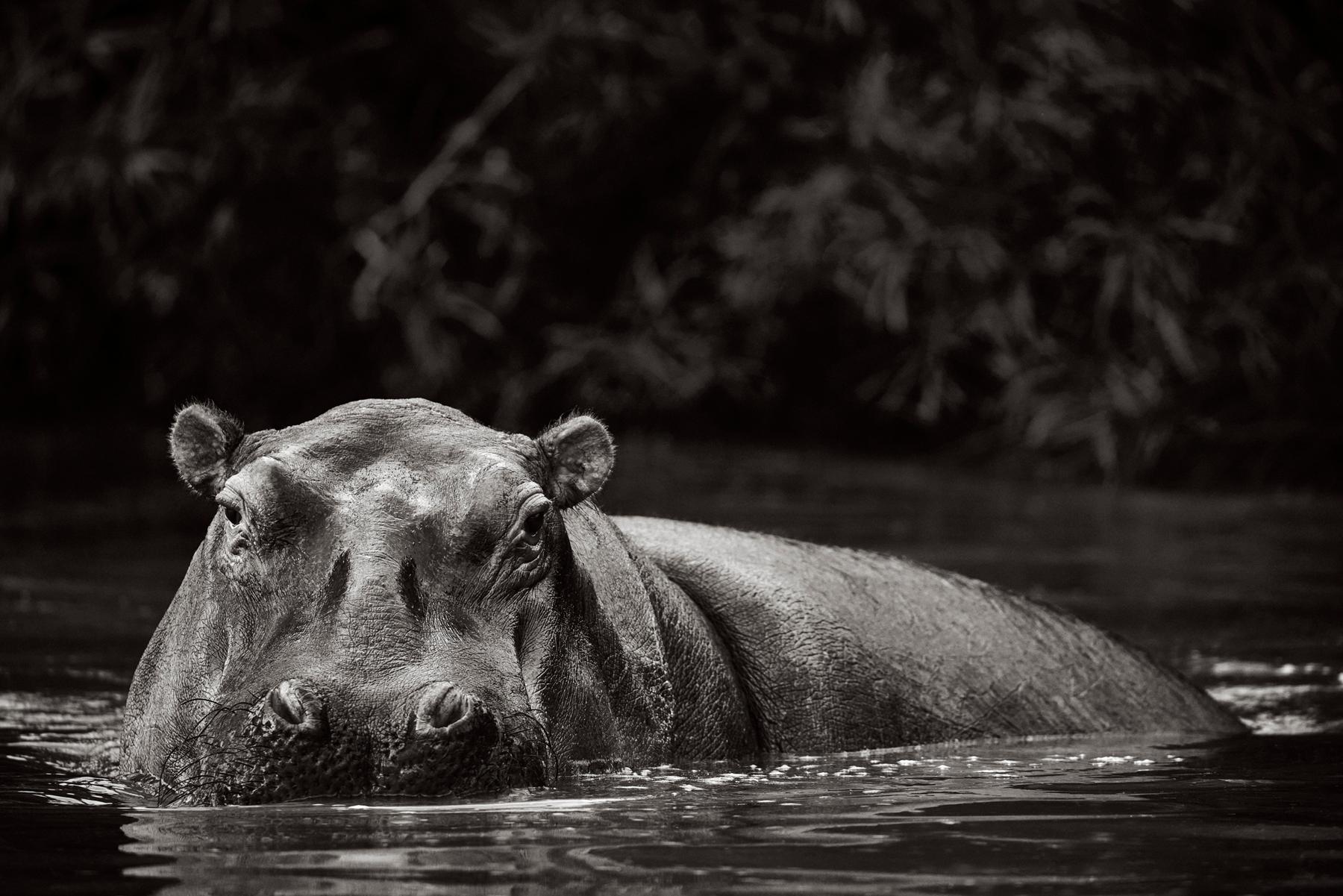 Un hipopótamo rompe la superficie del agua en esta imagen en blanco y negro - Photograph de Drew Doggett