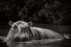 A hippo breaks the water's surface in this black and white image