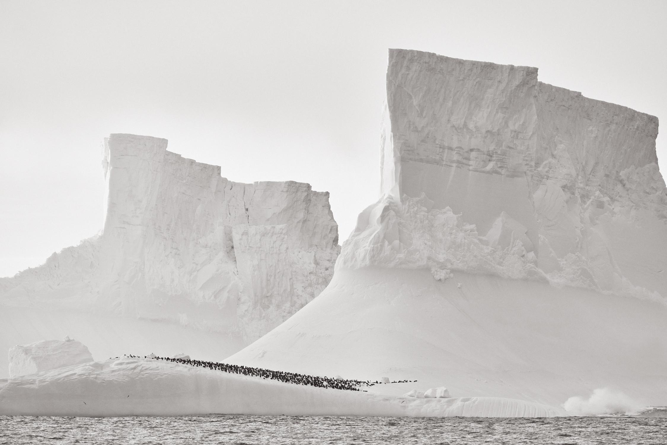 A large group of penguins gather at the edge of the largest iceberg on Earth