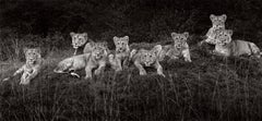 Una gran manada de ocho leones de todos los tamaños descansa en la hierba del Maasai Mara
