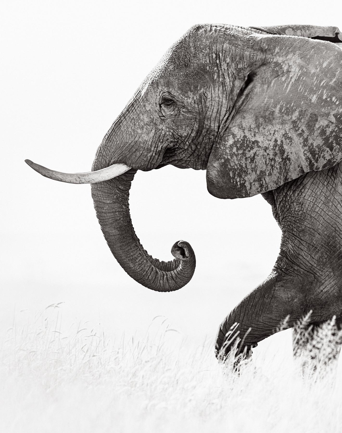 Ein großer Elefant mit Stoßzähnen wendet sich in diesem intimen Porträt der Kamera zu – Photograph von Drew Doggett