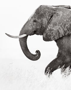 Ein großer Elefant mit Stoßzähnen wendet sich in diesem intimen Porträt der Kamera zu