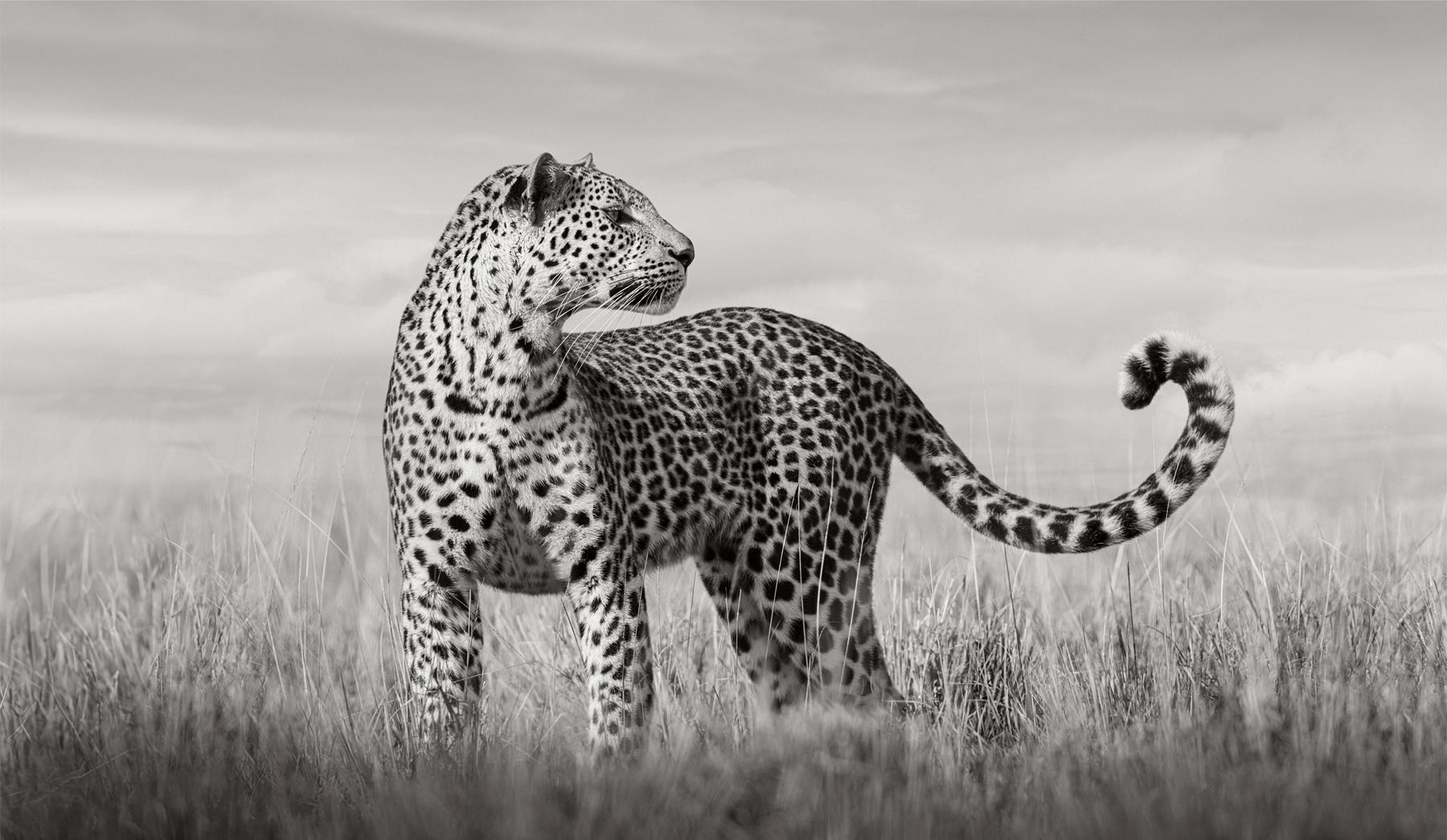 A leopard stands in a grassy plain with her tale curved in a delicate shape - Photograph by Drew Doggett