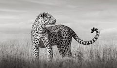 A leopard stands in a grassy plain with her tale curved in a delicate shape
