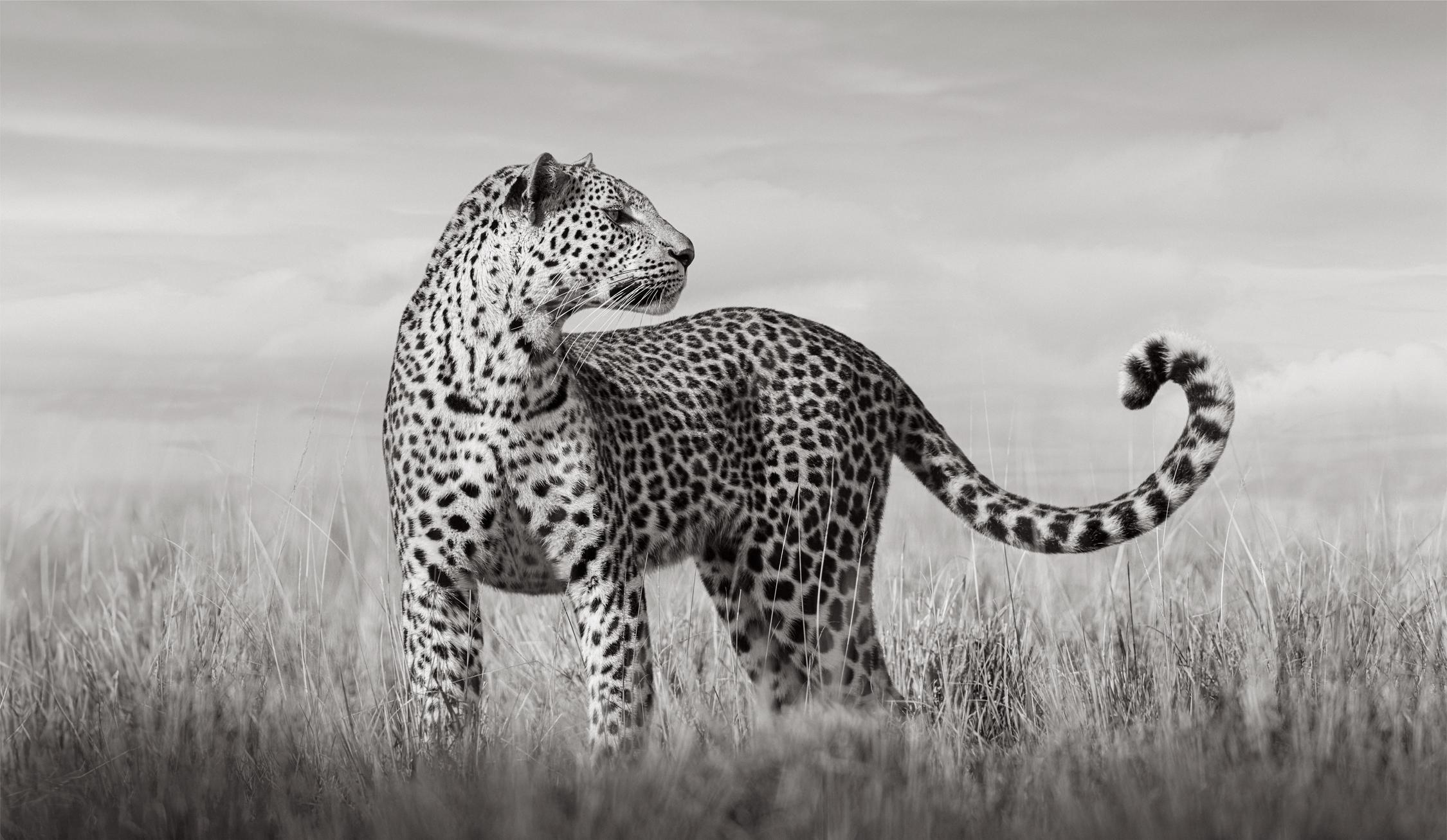 Un léopard du Kenya se tient debout dans la haute herbe du Kenya, regardant quelque chose hors de vue
