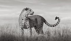 A leopard stands in the tall grass of Kenya looking at something out of sight