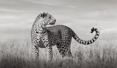Un léopard du Kenya se tient debout dans la haute herbe du Kenya, regardant quelque chose hors de vue