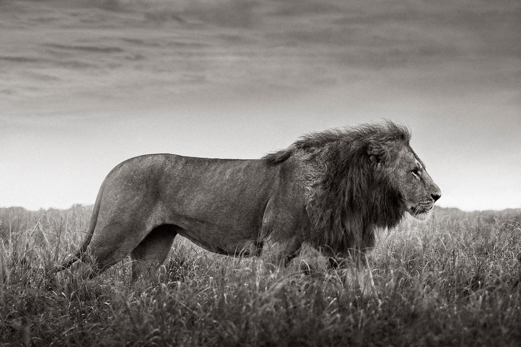 Drew Doggett Black and White Photograph – Ein Löwe mit voller Mähne läuft über die Grasebenen der Maasai Mara