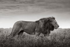 Un leone con la criniera piena attraversa le pianure erbose del Maasai Mara