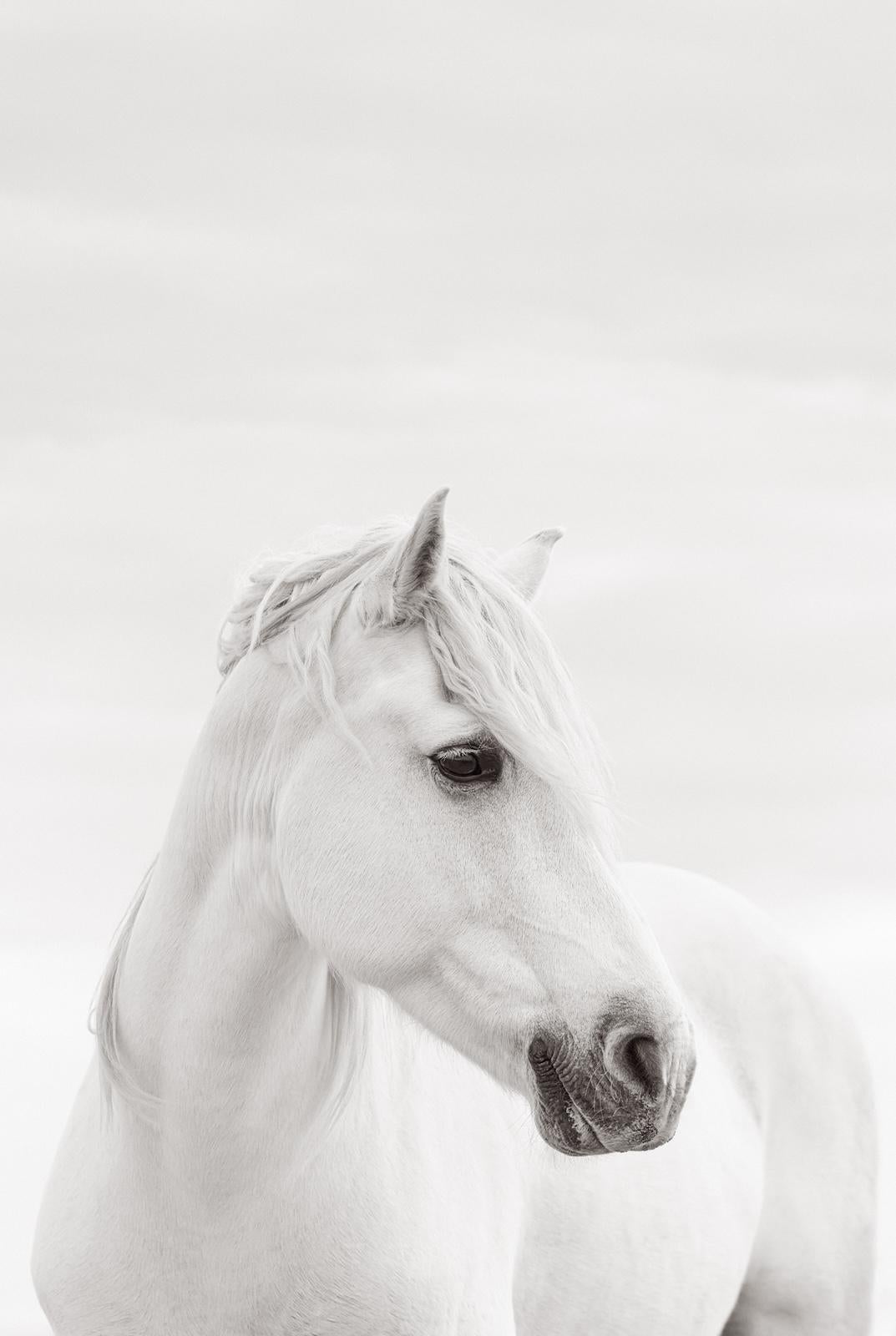 Black and White Photograph de Drew Doggett - Un caballo solitario de la Camarga con sus crines peinadas por el agua salada mira algo