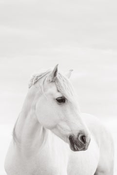 A lone Camargue horse with its mane styled by the salt water looks at something 