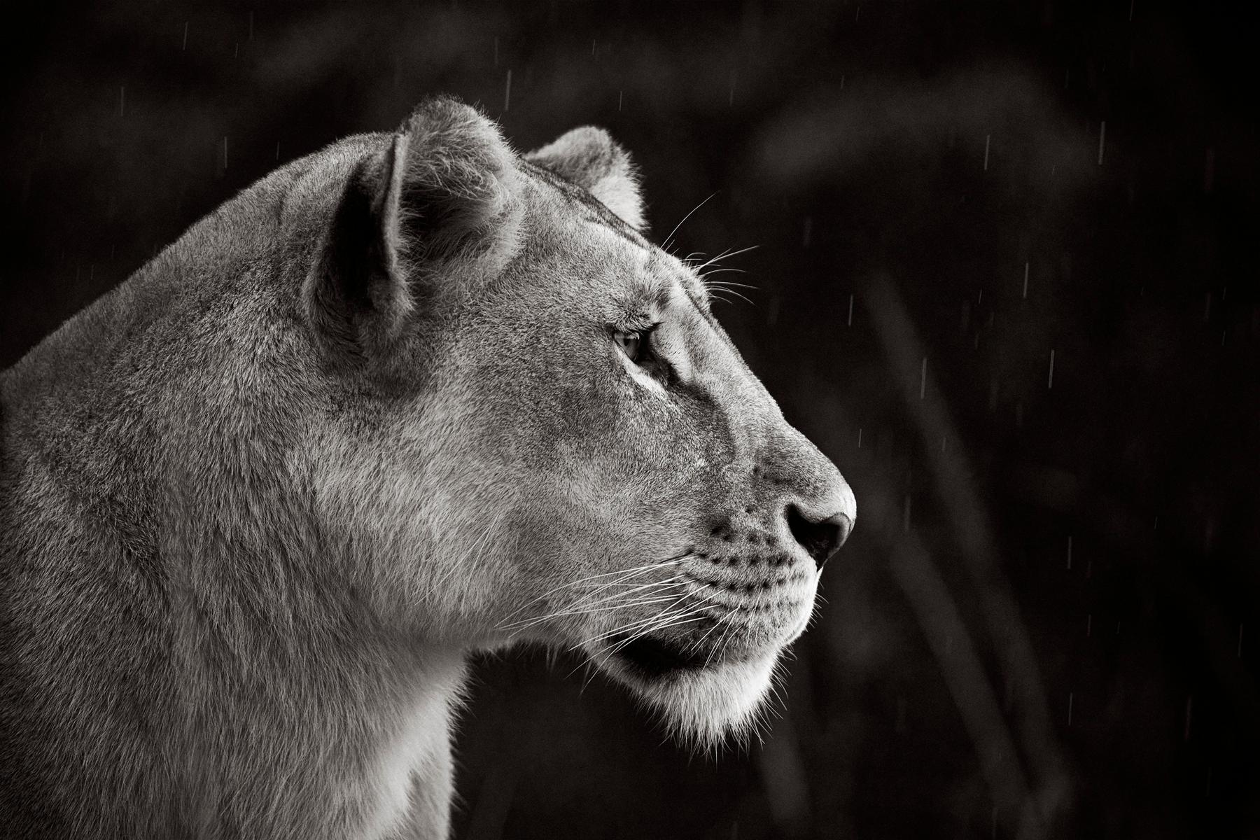 En este retrato de perfil aparece una leona solitaria - Photograph de Drew Doggett