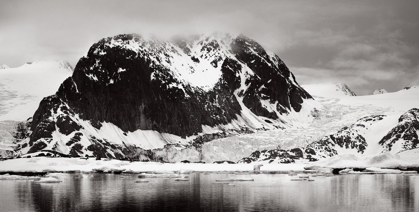 A lone polar bear taking a moment to herself in her Arctic home territory