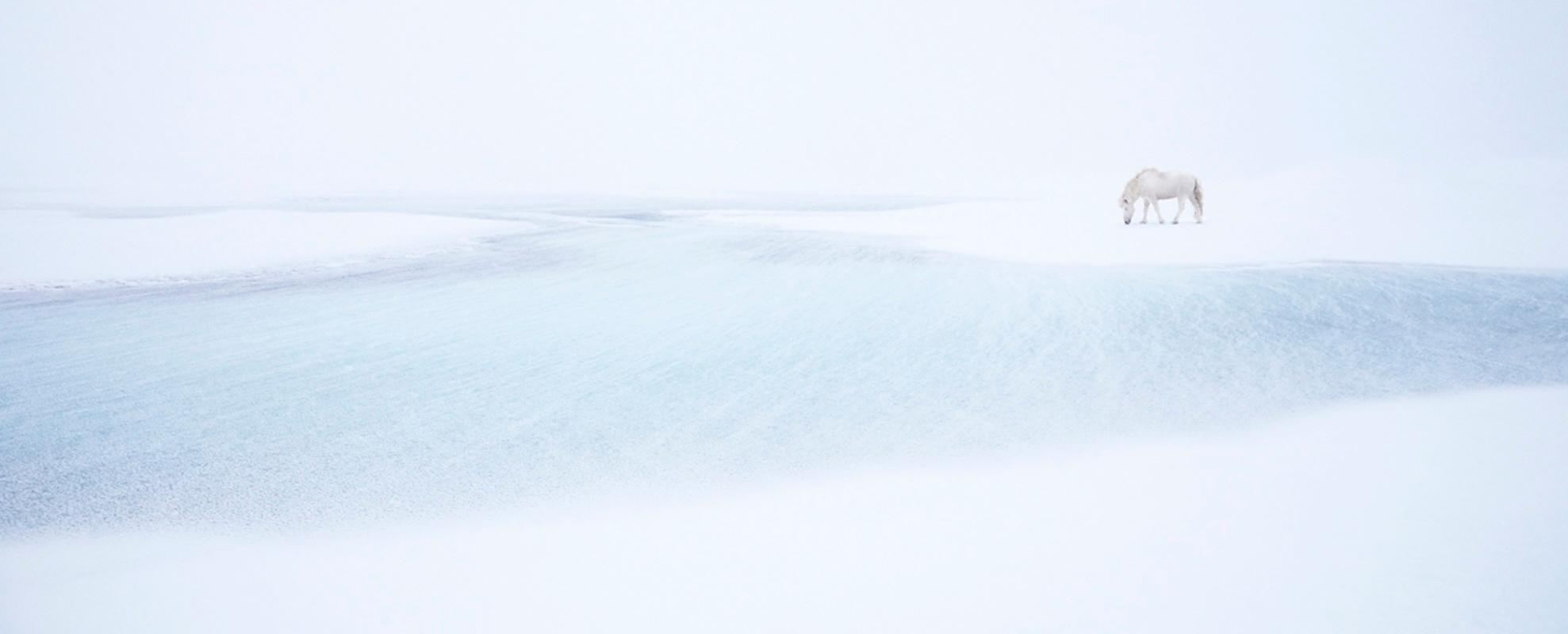 Drew Doggett Landscape Photograph - A lone white horse at ease next against the surreal frozen tundra of Iceland