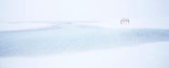 Ein ein einsames weißes Pferd fühlt sich neben dem surrealen eingefrorenen Teich in Island
