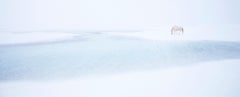 Un cavallo bianco solitario si trova a suo agio nella surreale tundra ghiacciata dell'Islanda.