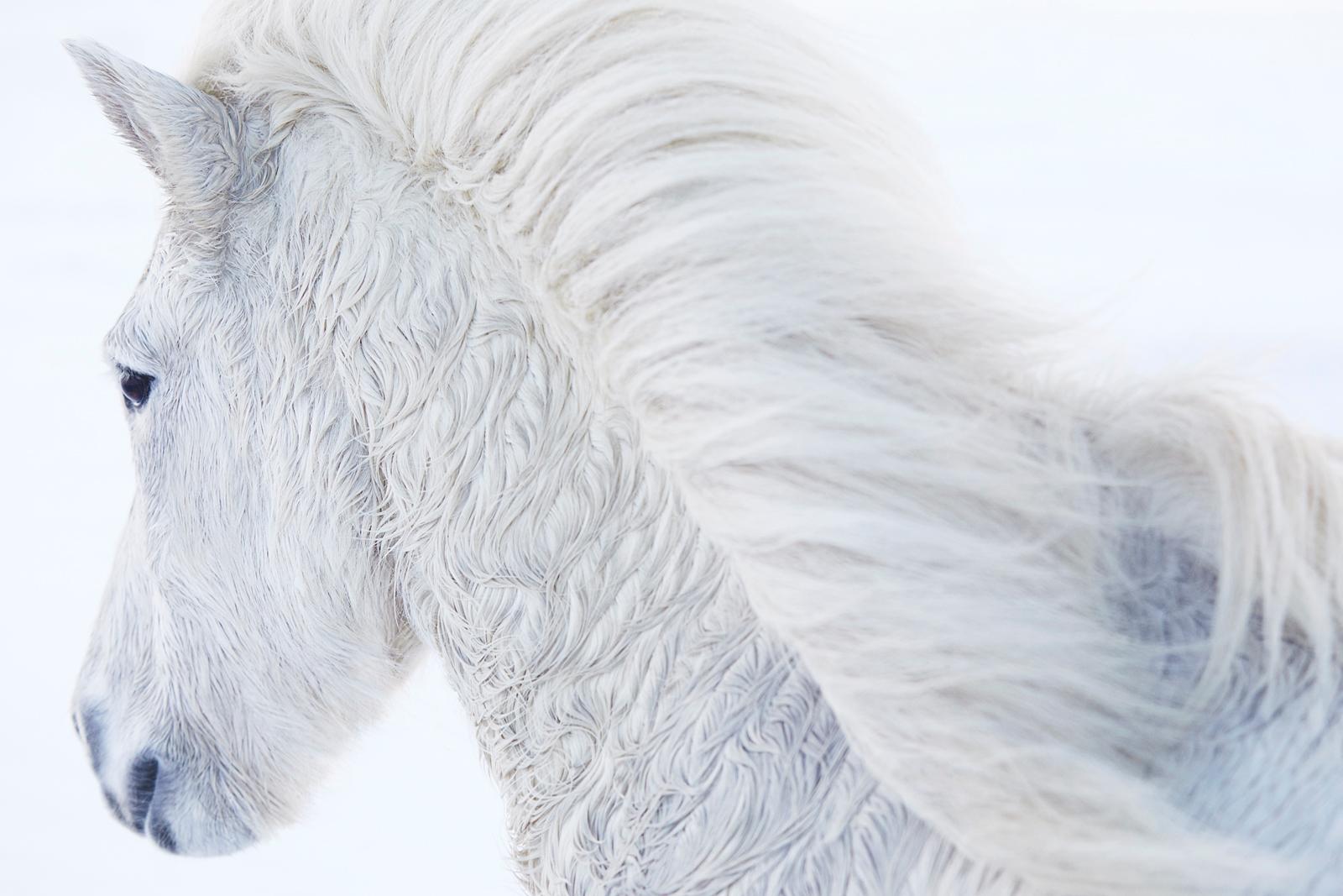 A lone white horse charges into a snowy tundra as if guided by an internal light