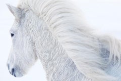 Ein einsames weißes Pferd stürmt in die verschneite Tundra, als würde es von einem inneren Licht geführt