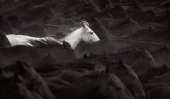 Un cavallo bianco solitario spicca in mezzo a una mandria di cavalli scuri in questo film in nero e