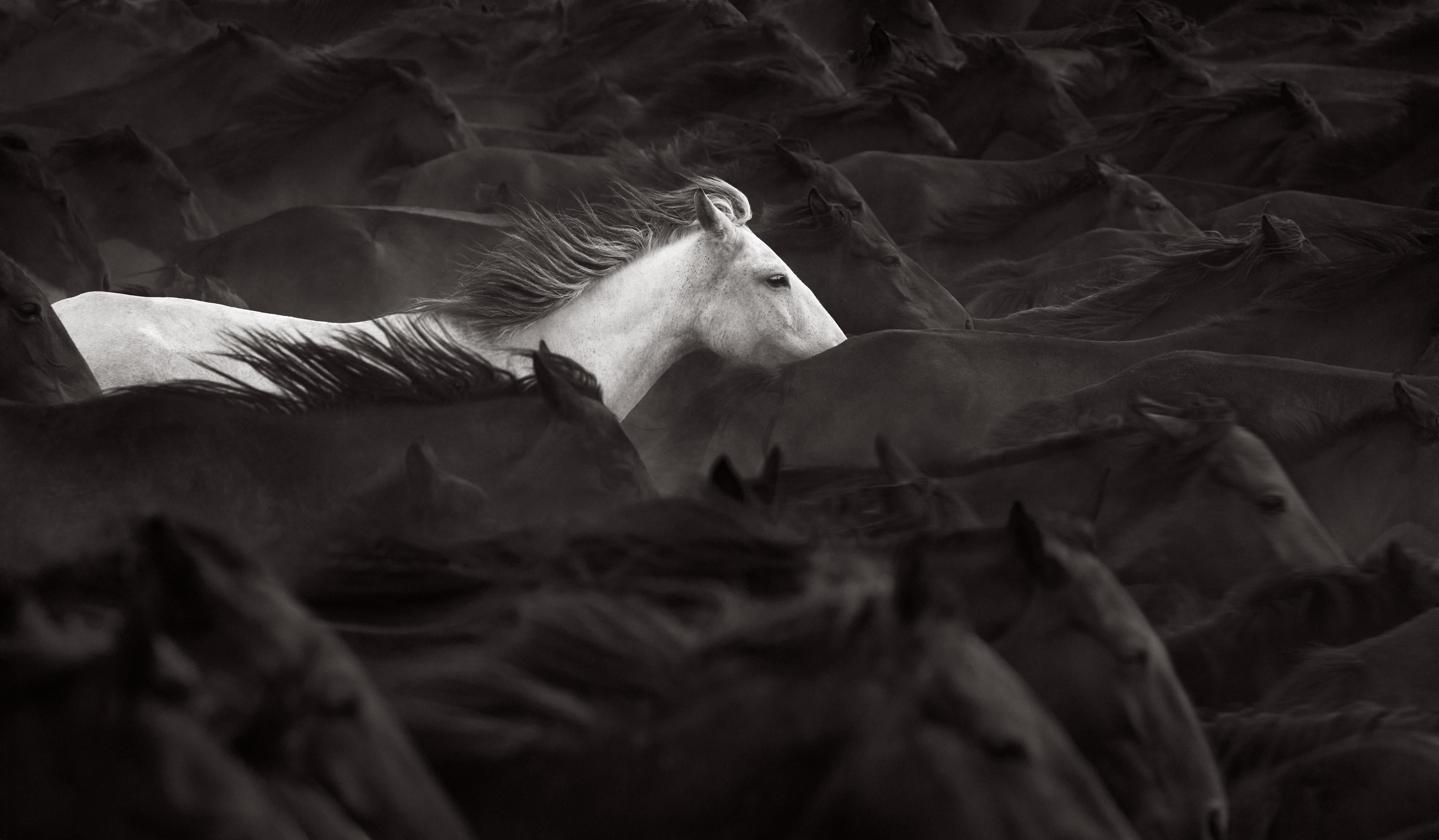 Un cavallo bianco solitario spicca in mezzo a una mandria di cavalli scuri in questo film in nero e - Photograph di Drew Doggett