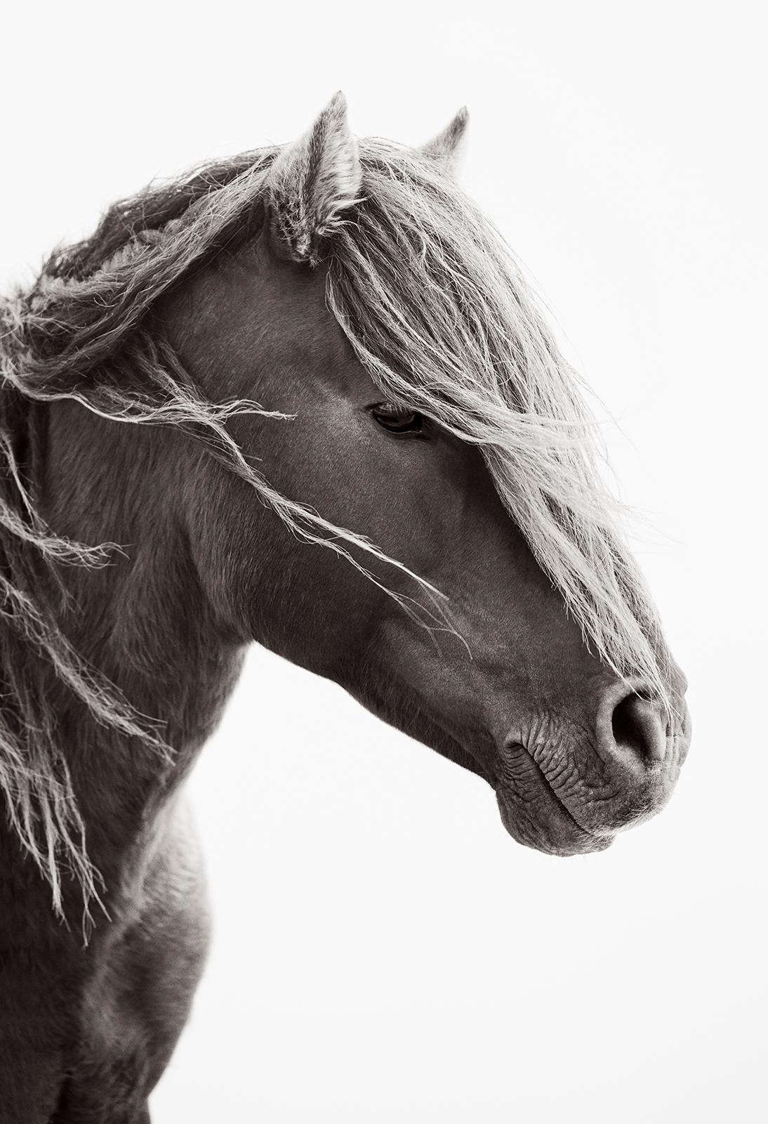 Un cheval sauvage et libre sur l'île de Sable est une vue à couper le souffle - Photograph de Drew Doggett