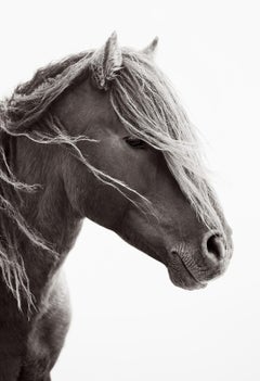 Ein ein einsames, wildes und freies Pferd auf Sable Island ist ein atemberaubendes Sehen