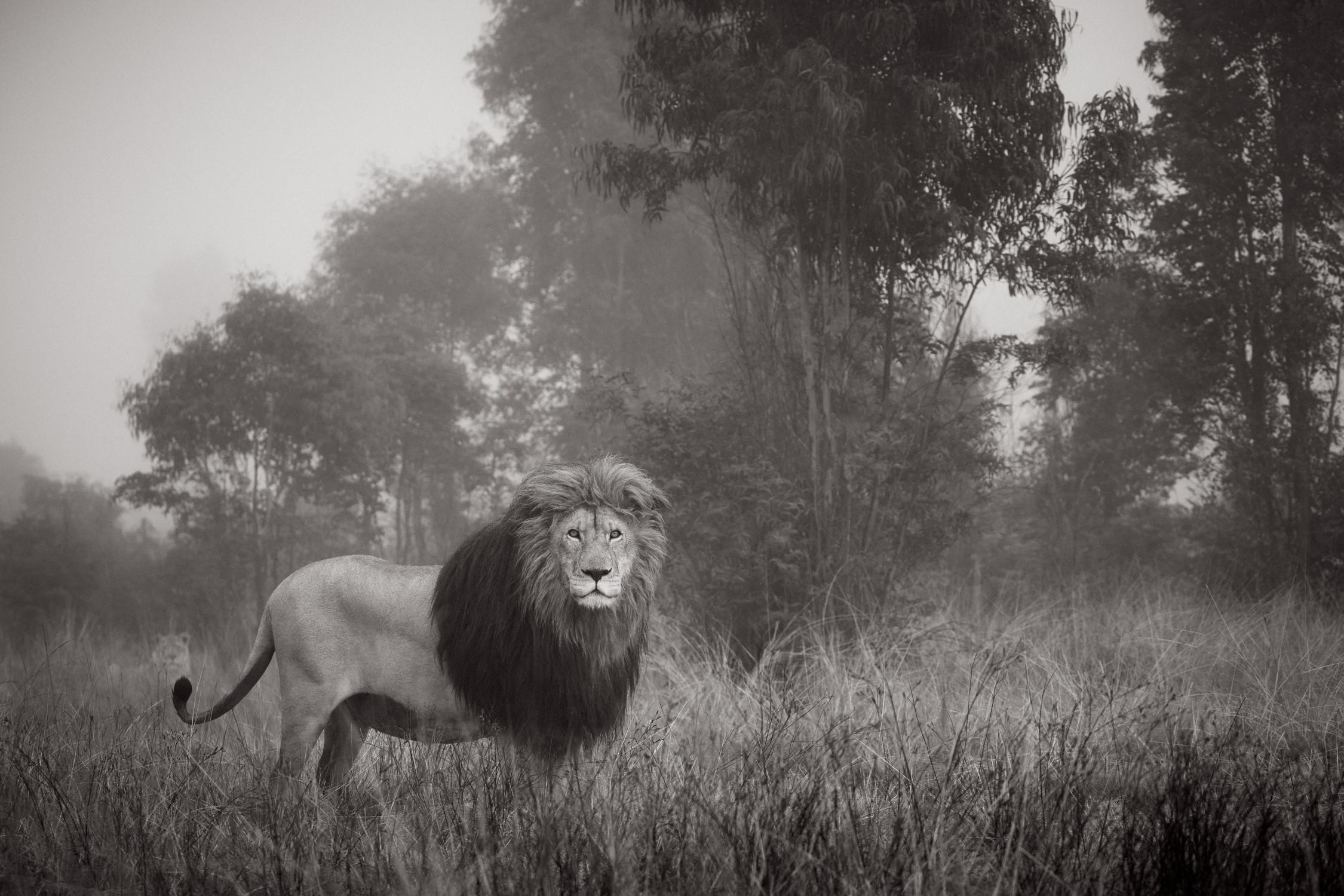A male lion with an impressive mane stands in the grassy savannah