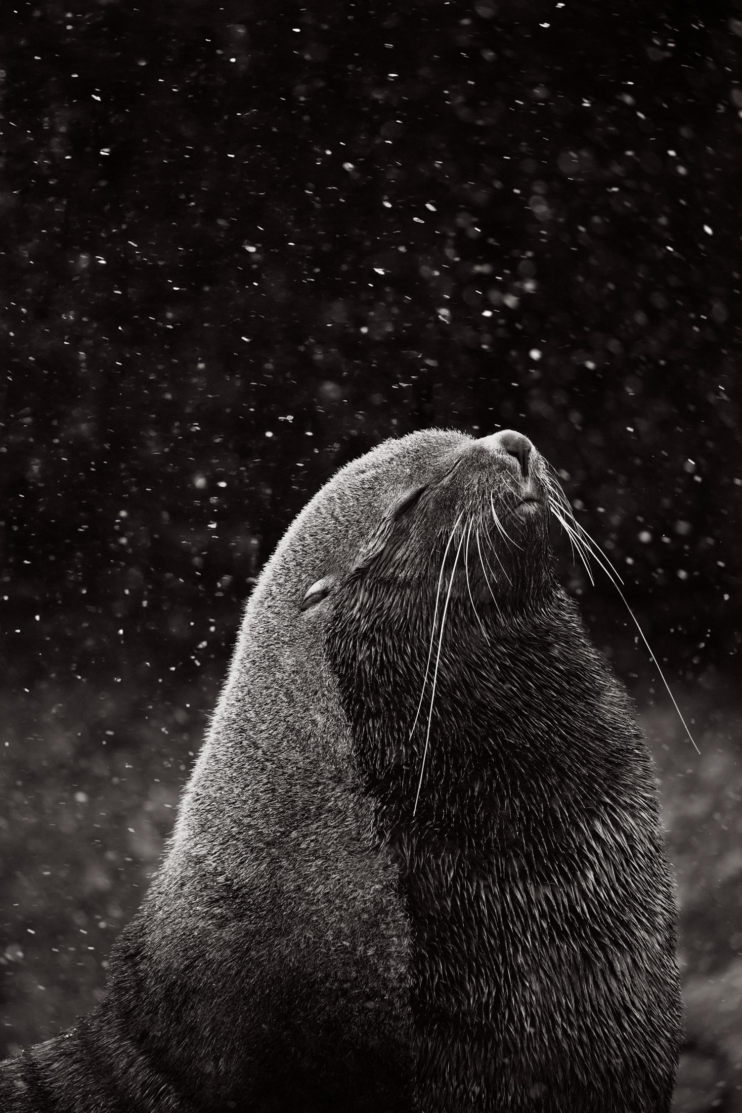 A meditative black and white image of a seal savoring a moment - Photograph de Drew Doggett