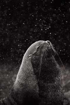 A meditative black and white image of a seal savoring a moment