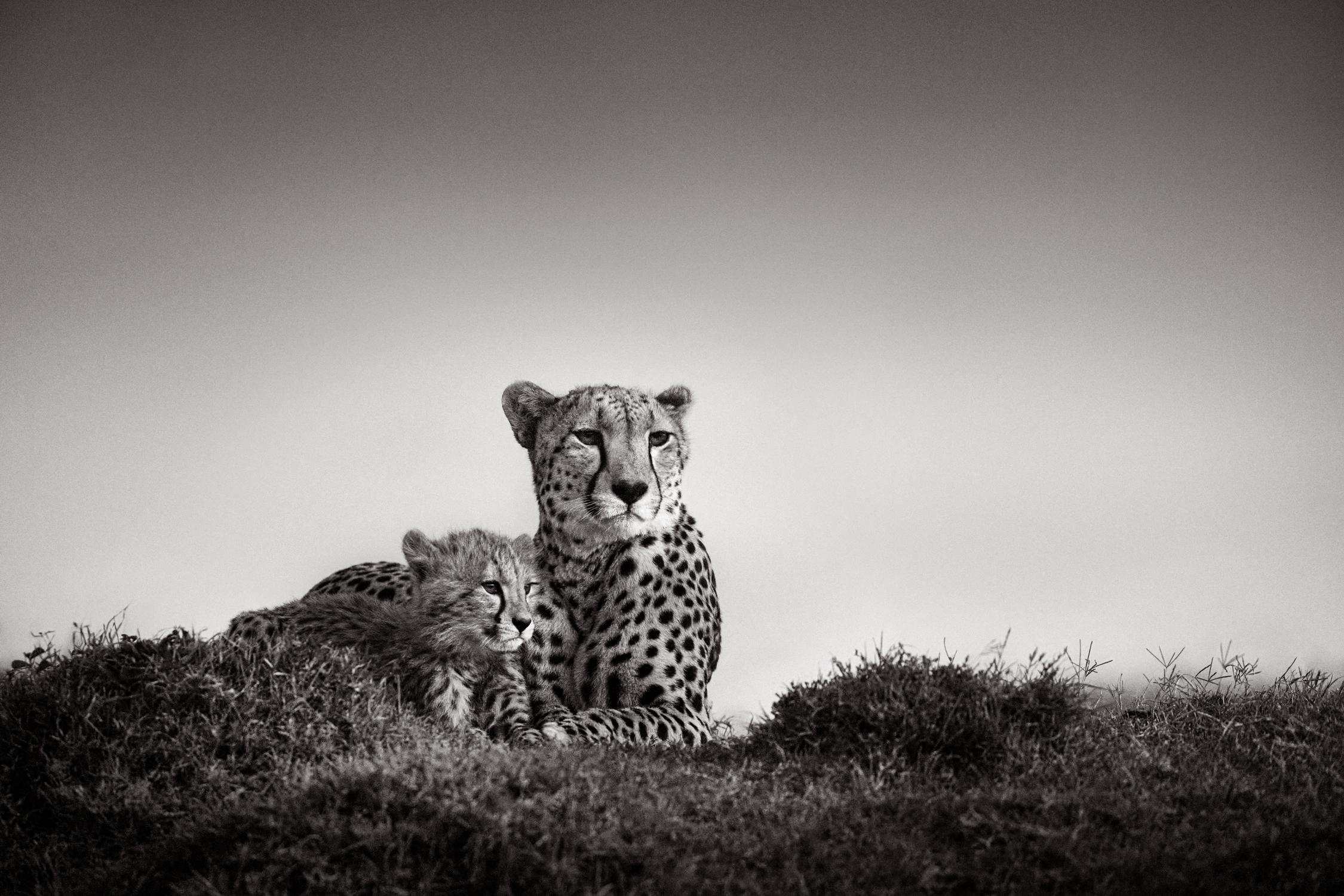 Drew Doggett Black and White Photograph - A mother cheetah looks out over the plains while guarding her cub