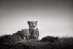 A mother cheetah looks out over the plains while guarding her cub