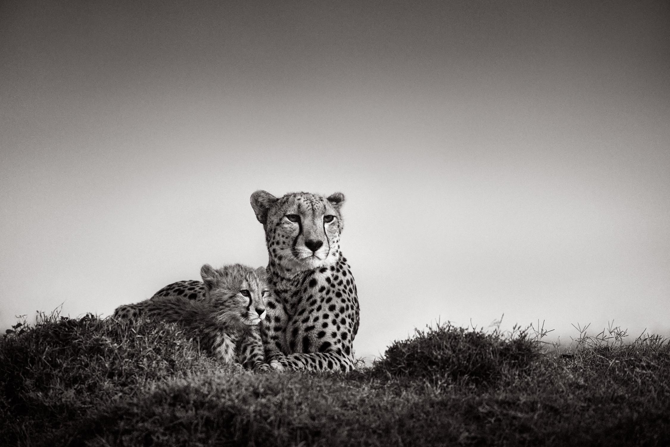 Black and White Photograph di Drew Doggett - Una madre ghepardo osserva le pianure mentre fa la guardia al suo cucciolo