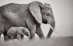 A mother elephant never lets her young ones out of sight