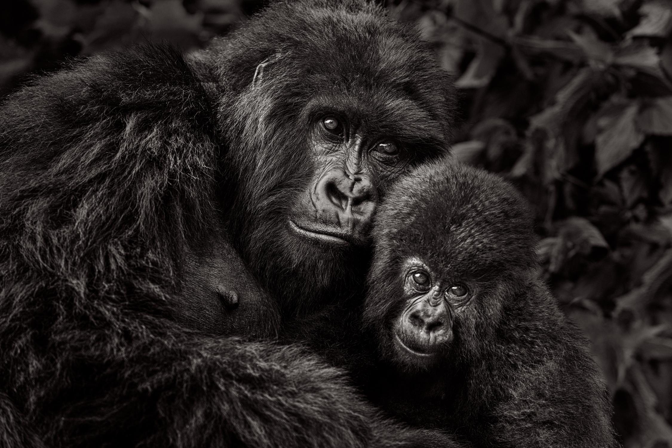 Drew Doggett Black and White Photograph – Eine Gorilla-Muttermutter mit ihrem Kind, die Kamera betrachtet