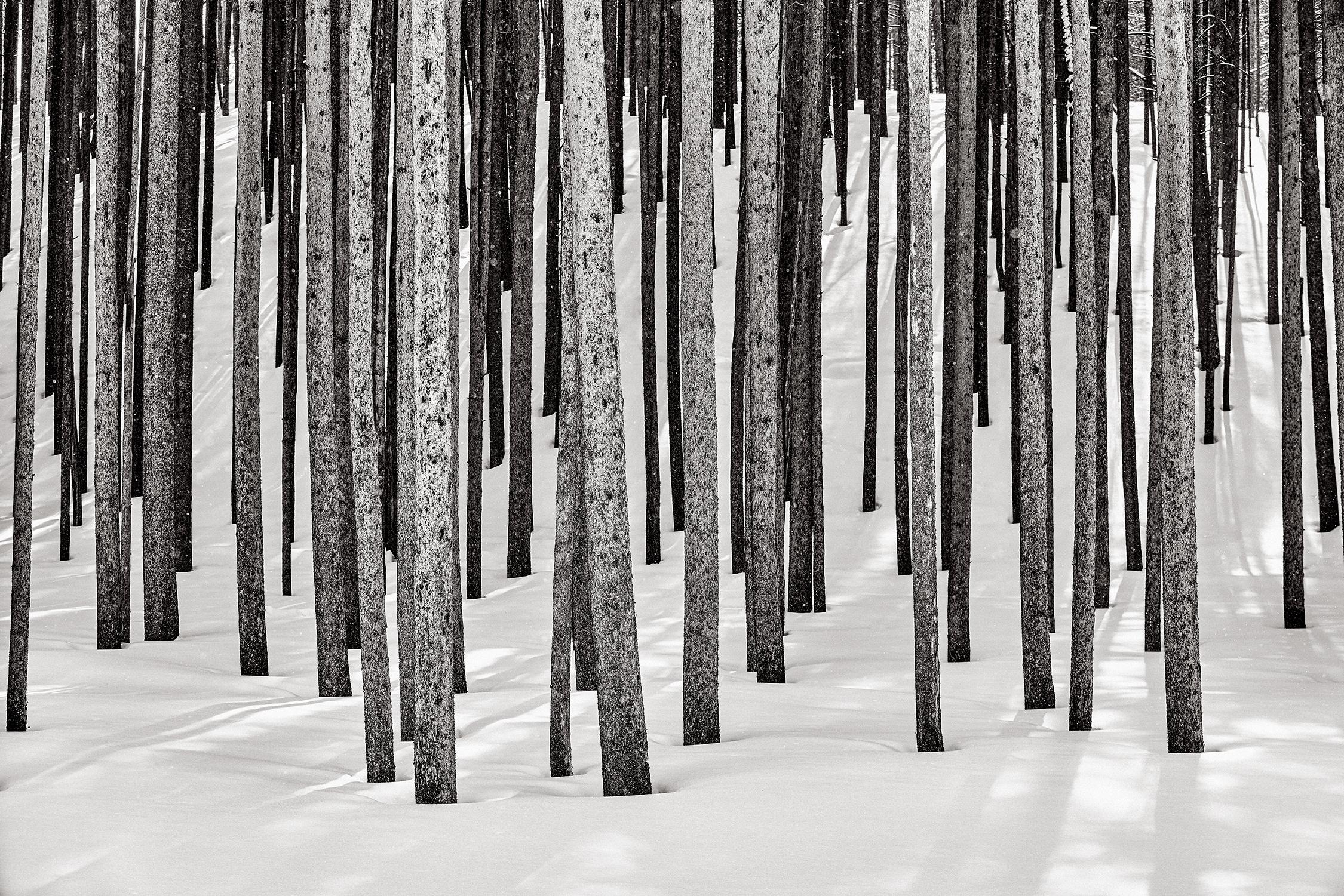 Ein perfektes Arrangement von Kiefern im schneebedeckten Yellowstone National Park – Photograph von Drew Doggett