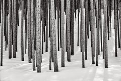 Ein perfektes Arrangement von Kiefern im schneebedeckten Yellowstone National Park
