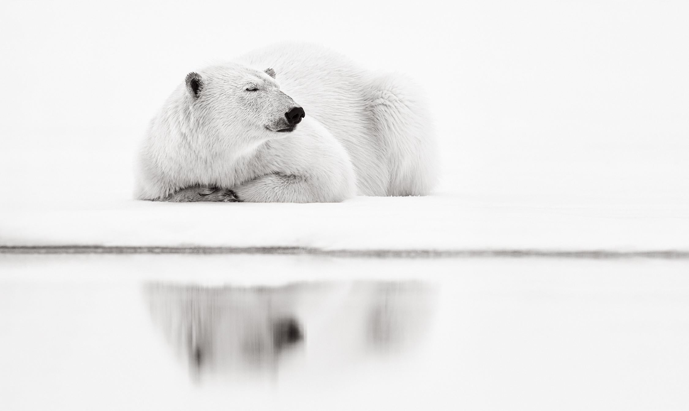 Drew Doggett Black and White Photograph - A polar bear resting at water's edge peacefully all but disappears into the back