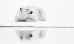 A polar bear resting at water's edge peacefully all but disappears into the back