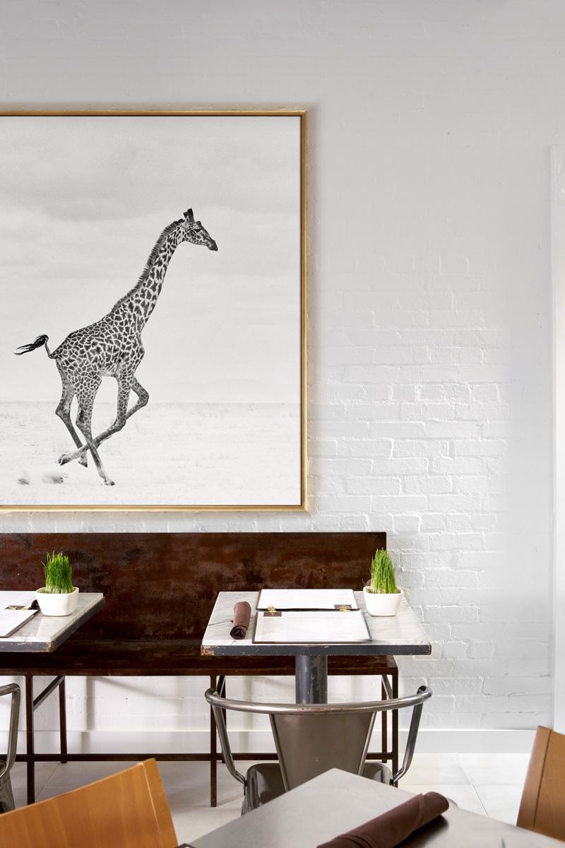 A Single Giraffe Runs Across the Plains in Africa - Contemporary Photograph by Drew Doggett